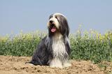 BEARDED COLLIE 201